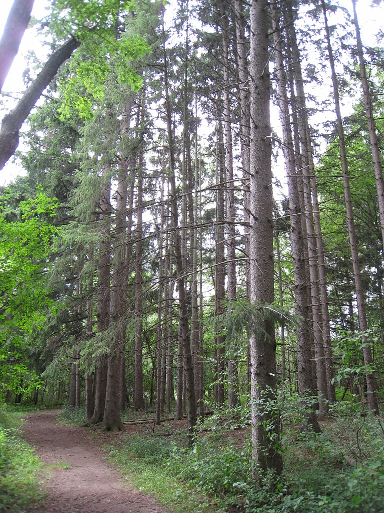 Matthaei Botanical Gardens 2010 0535.jpg - My favorite place in the park is the large pine forest. Quiet, cool, nice and peaceful.